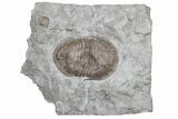 Long, Prone Isotelus Brachycephalus Trilobite - Ohio #225039-1